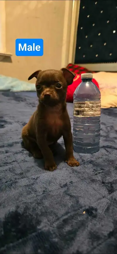 Chihuahua puppies , View more