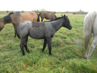 REG Q.Hs-1, 2 &3YR OLD filly's-4yrs &up are BREDMARES FOR SALE