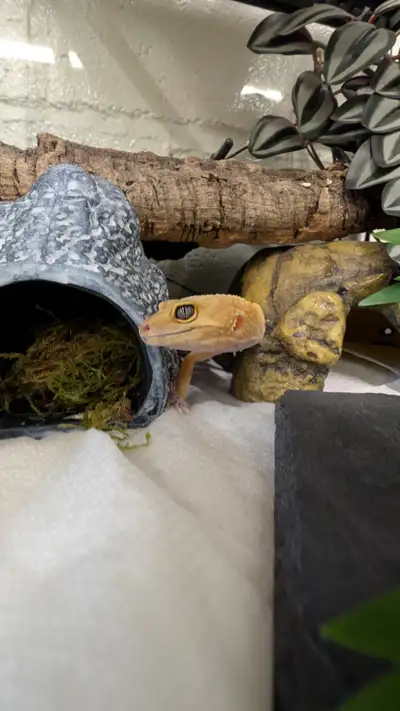 Leopard Gecko for Sale or Trade!, View more