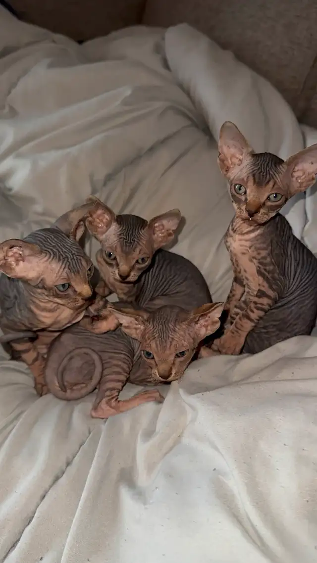 chaton SPHYNX in Cats & Kittens for Rehoming in Laval / North Shore - Image 4