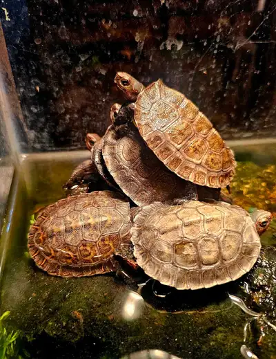 Honduran Wood Turtles, View more