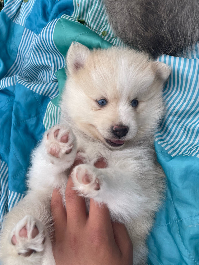 Mini Pomsky Puppies in Dogs & Puppies for Rehoming in Vancouver