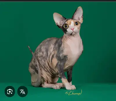 ISO Sphynx , View more