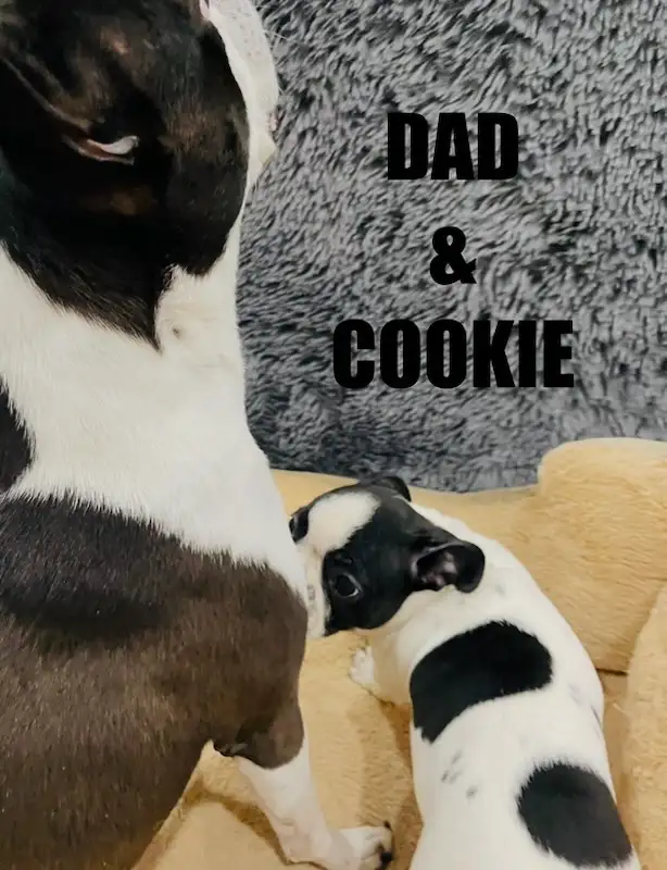 Gorgeous Boston Terrier Puppies in Dogs & Puppies for Rehoming in City of Toronto - Image 9