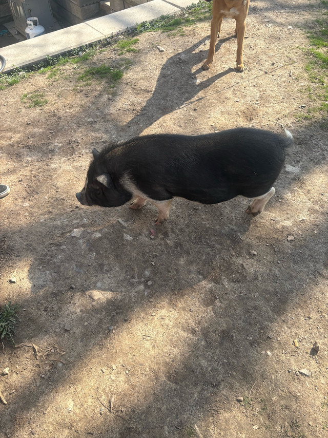 piglets(mini pot belly ) in Livestock in Hamilton - Image 3