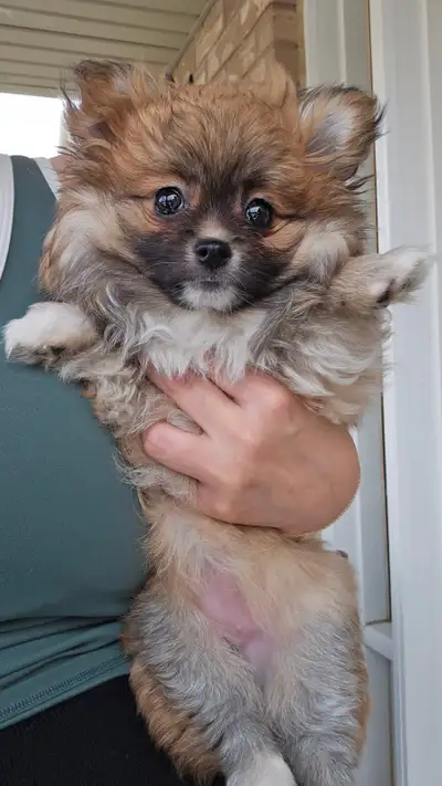Pre-Trained Female Pom puppy available now! ♡, View more
