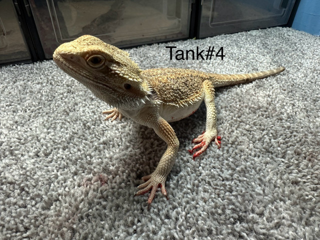 Bearded Dragons( 1 yr. of age) in Reptiles & Amphibians for Rehoming in Calgary