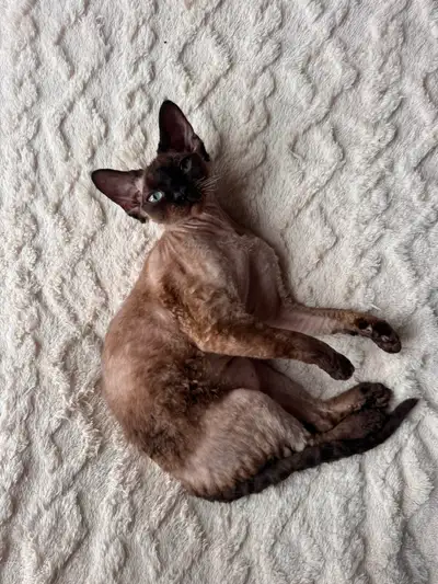 Devon Rex Boy, View more