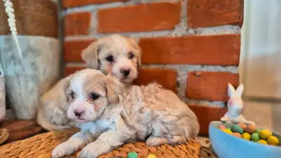 We're thrilled to offer two adorable Maltipoo puppies. We're in Leamington Ontario and they are avai...