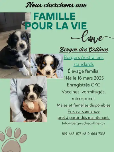 Nés le 16 mars 2025 4 femelles et 3 mâles 5 tricolores et deux bleus merles Enregistrés CKC, vacciné...