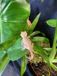 Dalmation crested gecko