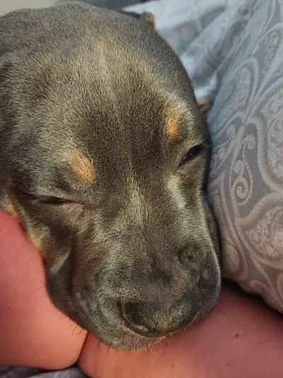 Mix american bulldog and great dane female puppy with all her vaccine and deworming. I already have...