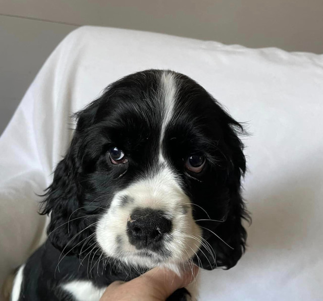 Cocker Spaniel phantom Merle Dogs & Puppies for Rehoming Ottawa