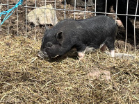 Mixed breed female miniature pig 