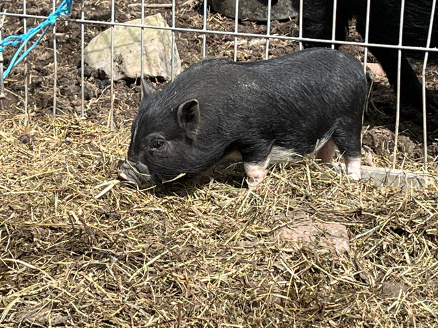 Mixed breed female miniature pig  in Livestock in Ottawa