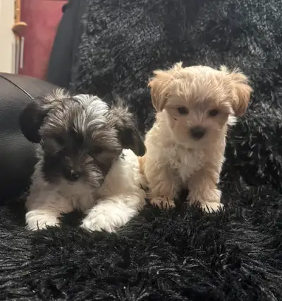 These healthy, happy, fun loving male Morkie (Maltese/yorkie) pups were born on February 27, 2025 an...
