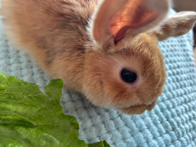 Holland Lop in Small Animals for Rehoming in Peterborough