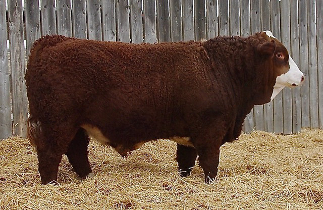 Polled Fullblood Simmental Bulls for Sale in Livestock in Moose Jaw - Image 3