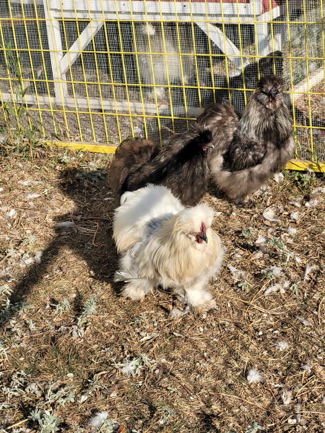Silkie Roosters to re-home in Livestock in Red Deer