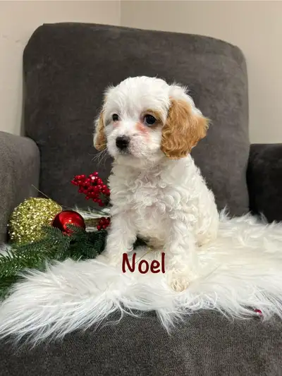 Cavapoo puppies, View more