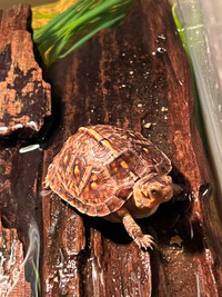 Baby Pets Gulf Coast Box Turtles Curious Eating out of my hands