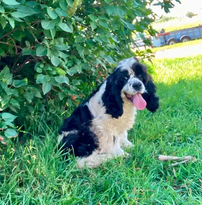 Cocker Spaniel puppies, View more