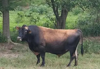 Looking for Dairy Bull to Lease ISO, View more