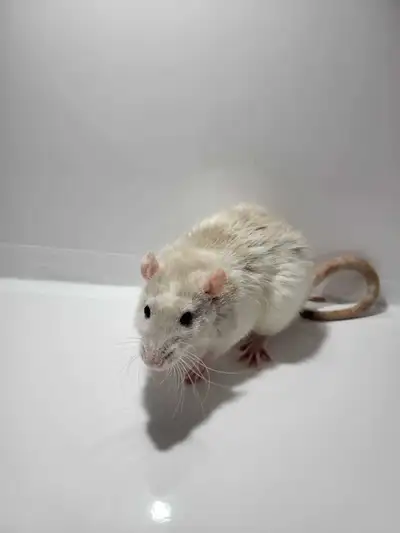 Red Rattery Adoption line Open!, View more