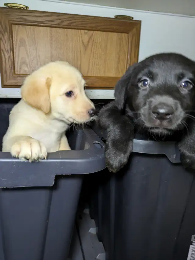 PUREBRED LAB PUPPY READY TO GO!!. in Dogs & Puppies for Rehoming in Kitchener / Waterloo - Image 6