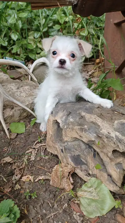 PETITE PUPPIES, View more
