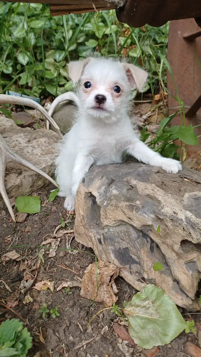 PETITE PUPPIES in Dogs & Puppies for Rehoming in Edmonton - Image 2