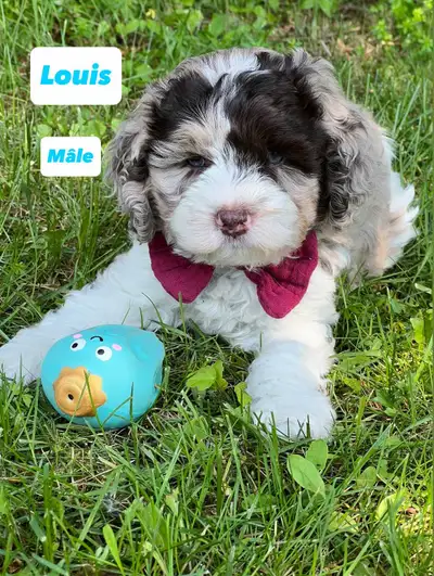 ***une femelle est déjà adopté*** ***il reste 3 chiots disponibles*** Adorable portée de chiots shih...