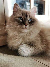 Gorgeous Purebred Ragdoll cat