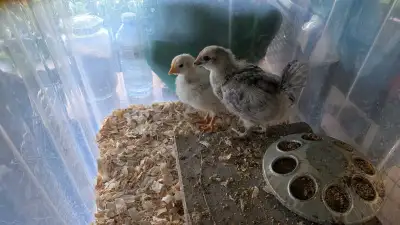 chicks for sale, View more