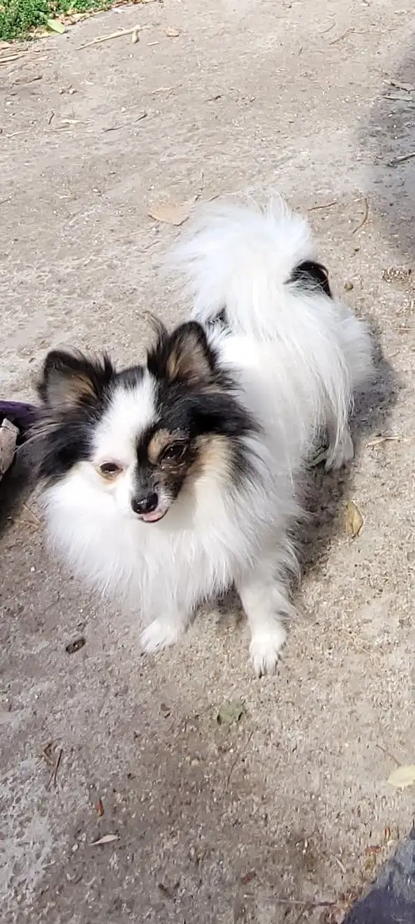 POMERANIAN PUPS ...READ FULL AD. TEX ONLY in Dogs & Puppies for Rehoming in Strathcona County - Image 9
