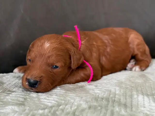 Dark Red Goldendoodles F1b in Dogs & Puppies for Rehoming in Hamilton - Image 9