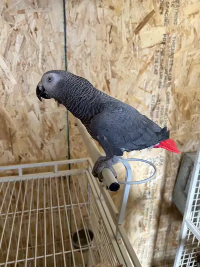African Grey, View more