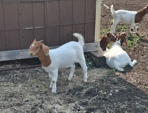 Boer Doeling Goats.  These female goats were born April 7 - 17. in Livestock in Lloydminster - Image 8