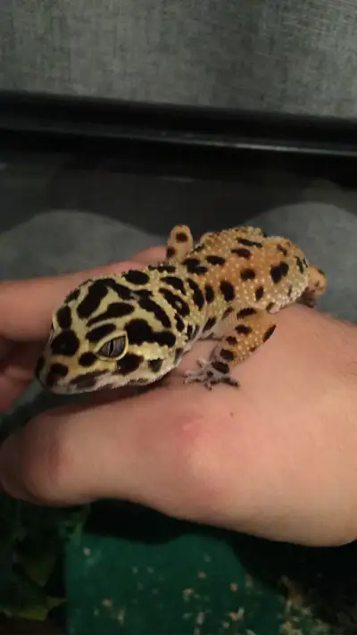 SELLING LEOPARD GECKO 3 YEARS OLD I HAVE ACCESSORIES & 40 GALLON TANK INVLUDED IN PRICE COMES W/ HEA...