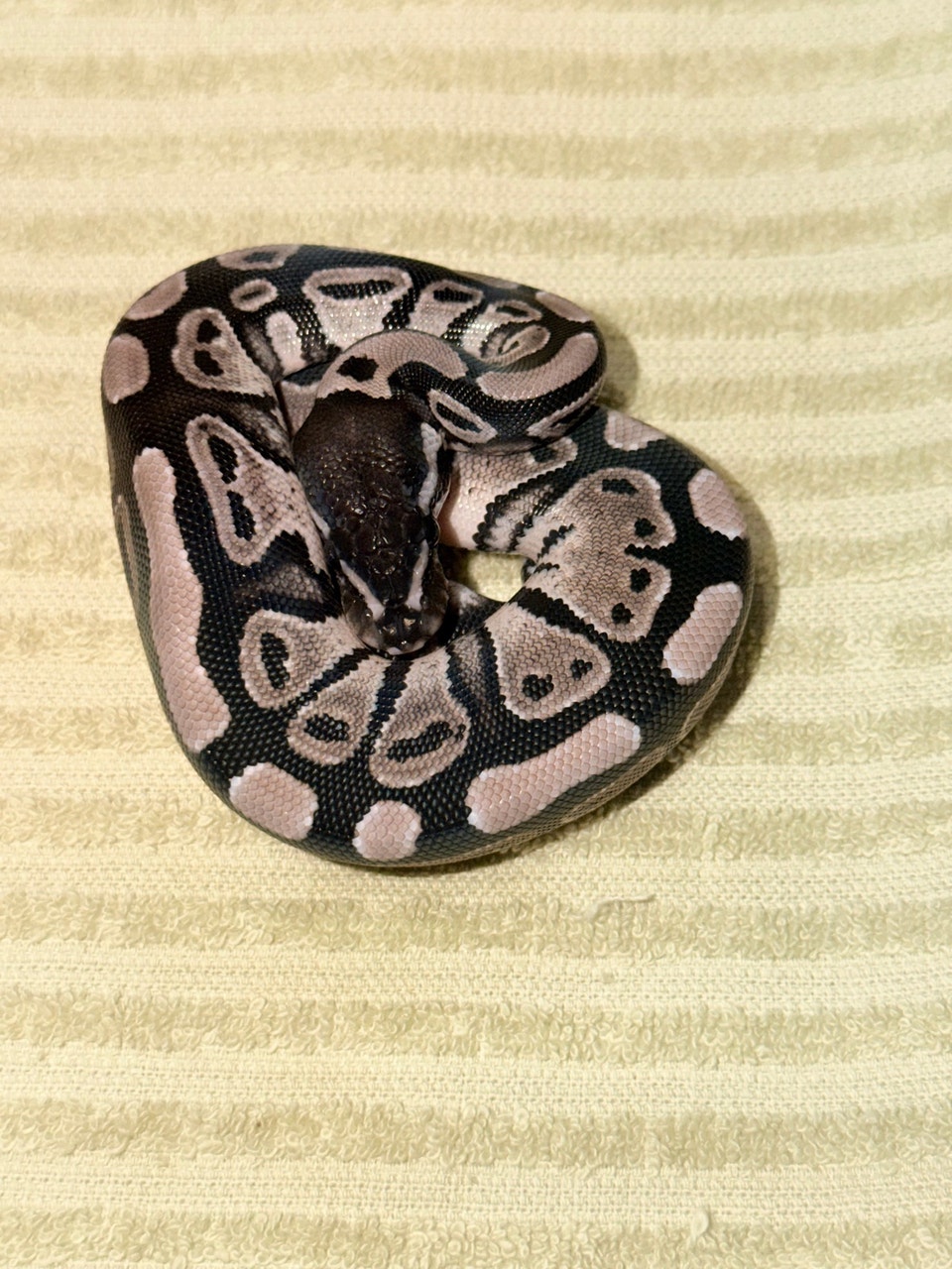 Pair of axanthic het pied ball pythons will trade | Reptiles ...