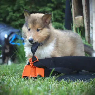 CHIOTS COLLEY DISPONIBLES  - ÉLEVAGE COLLEY, View more