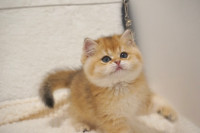 British shorthair kitten 