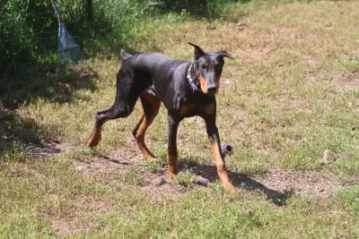 Female black and rust Doberman , View more