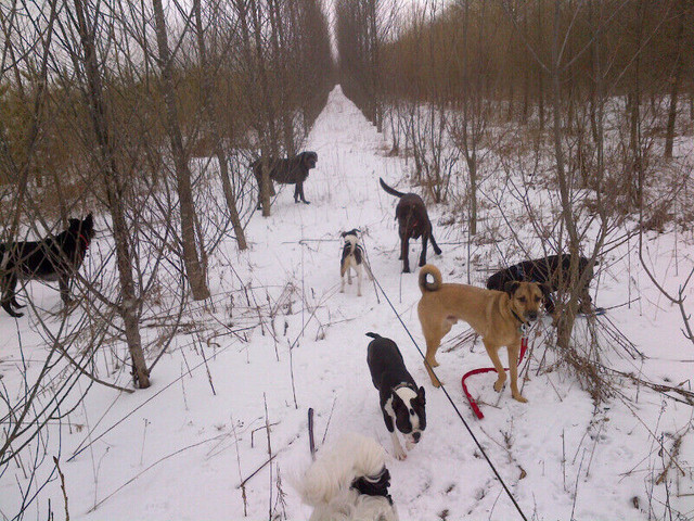 Dog walker - Collingwood in Animal & Pet Services in Barrie - Image 2