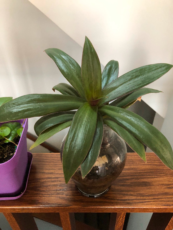 5 small plants with pot . Please read description. in Other in Calgary - Image 3