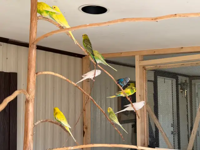 budgie bird   in Birds for Rehoming in Chilliwack - Image 2