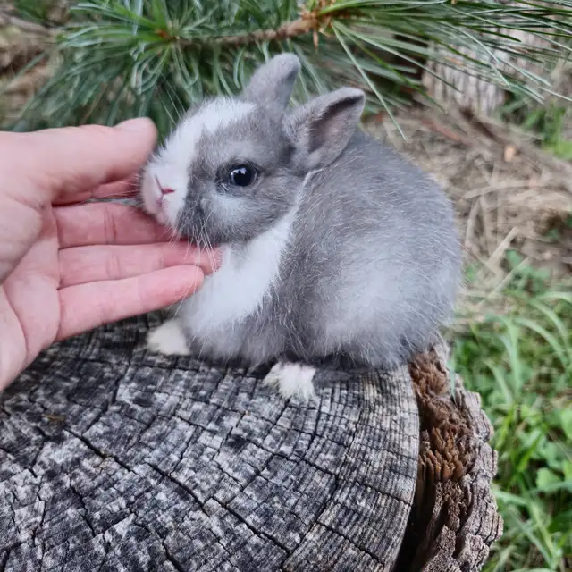 EXTRAORDINARY NETHERLAND DWARF BABY BUNNY RABBITS in Small Animals for Rehoming in London - Image 7