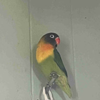 Female Fischers Lovebird 