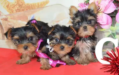 Beautiful Yorkie puppies ready to go to their new home! 3 girls 2 boys Girl #3 $2000 Pee pad trained...