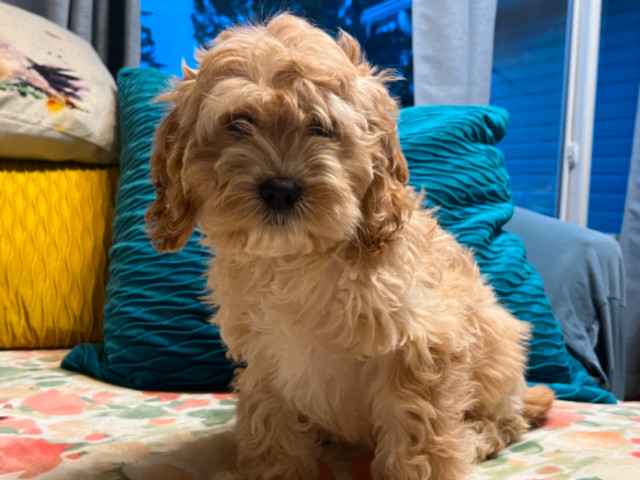Cockapoo X Puppies in Dogs & Puppies for Rehoming in Edmonton - Image 2